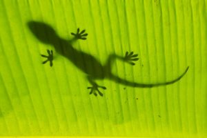 Silhouette of tokay gecko on
